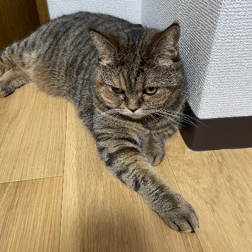 エヴァ