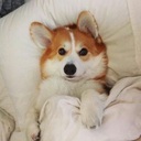 コーギー大好きさんのプロフィール画像