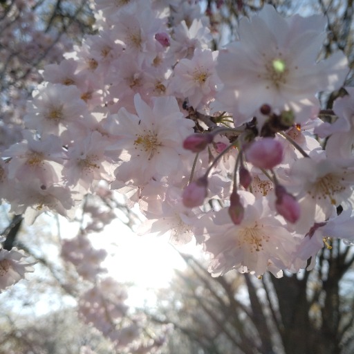 sakura