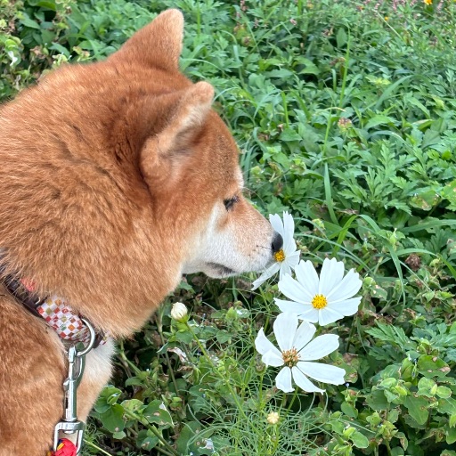 ゆず吉