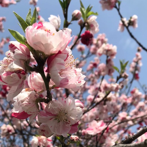 ミキモト化粧品楊貴芝霊芝ドリンク2箱｜Yahoo!フリマ（旧PayPayフリマ）