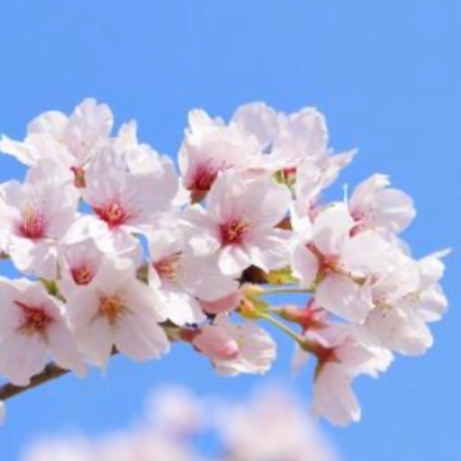 即購入OKです